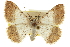  ( - CCDB-20801-C06)  @11 [ ] CreativeCommons - Attribution (2013) CBG Photography Group Centre for Biodiversity Genomics