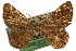  ( - CCDB-20801-G02)  @11 [ ] CreativeCommons - Attribution (2013) CBG Photography Group Centre for Biodiversity Genomics