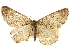  ( - CCDB-20801-H11)  @11 [ ] CreativeCommons - Attribution (2013) CBG Photography Group Centre for Biodiversity Genomics