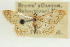  (Idaea nibseata - CCDB-20264-A09)  @11 [ ] CreativeCommons - Attribution (2013) CBG Photography Group Centre for Biodiversity Genomics