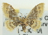  (Idaea scintillularia - CCDB-20264-B02)  @13 [ ] CreativeCommons - Attribution (2013) CBG Photography Group Centre for Biodiversity Genomics