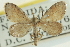  (Idaea insulensis - CCDB-20264-B04)  @14 [ ] CreativeCommons - Attribution (2013) CBG Photography Group Centre for Biodiversity Genomics