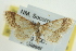  (Idaea skinnerata - CCDB-20264-C04)  @14 [ ] CreativeCommons - Attribution (2013) CBG Photography Group Centre for Biodiversity Genomics