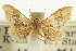  (Idaea occidentaria - CCDB-20264-D07)  @13 [ ] CreativeCommons - Attribution (2013) CBG Photography Group Centre for Biodiversity Genomics