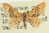  ( - CCDB-20264-D09)  @11 [ ] CreativeCommons - Attribution (2013) CBG Photography Group Centre for Biodiversity Genomics