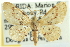  (Idaea micropterata - CCDB-20264-E06)  @15 [ ] CreativeCommons - Attribution (2013) CBG Photography Group Centre for Biodiversity Genomics