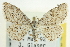  (Idaea ostentaria - CCDB-20264-E07)  @14 [ ] CreativeCommons - Attribution (2013) CBG Photography Group Centre for Biodiversity Genomics