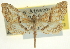  ( - CCDB-20264-F02)  @11 [ ] CreativeCommons - Attribution (2013) CBG Photography Group Centre for Biodiversity Genomics