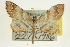  (Odontoptila obrimo - CCDB-20264-F05)  @14 [ ] CreativeCommons - Attribution (2013) CBG Photography Group Centre for Biodiversity Genomics
