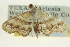  ( - CCDB-20264-F06)  @11 [ ] CreativeCommons - Attribution (2013) CBG Photography Group Centre for Biodiversity Genomics