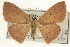  (Semaeopus caecaria - CCDB-20264-G12)  @15 [ ] CreativeCommons - Attribution (2013) CBG Photography Group Centre for Biodiversity Genomics