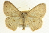 (Semaeopus cantona - CCDB-20264-H06)  @15 [ ] CreativeCommons - Attribution (2013) CBG Photography Group Centre for Biodiversity Genomics