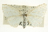  (Acratodes suavata - CCDB-20264-H09)  @14 [ ] CreativeCommons - Attribution (2013) CBG Photography Group Centre for Biodiversity Genomics