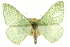  ( - CCDB-20263-A01)  @11 [ ] CreativeCommons - Attribution (2013) CBG Photography Group Centre for Biodiversity Genomics