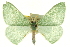  ( - CCDB-20263-A02)  @15 [ ] CreativeCommons - Attribution (2013) CBG Photography Group Centre for Biodiversity Genomics