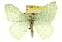  (Nemoria viridicaria - CCDB-20263-A08)  @15 [ ] CreativeCommons - Attribution (2013) CBG Photography Group Centre for Biodiversity Genomics