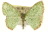  (Nemoria catachloa - CCDB-20263-B03)  @15 [ ] CreativeCommons - Attribution (2013) CBG Photography Group Centre for Biodiversity Genomics