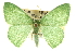  ( - CCDB-20263-C02)  @15 [ ] CreativeCommons - Attribution (2013) CBG Photography Group Centre for Biodiversity Genomics