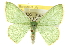  ( - CCDB-20263-C06)  @14 [ ] CreativeCommons - Attribution (2013) CBG Photography Group Centre for Biodiversity Genomics