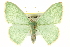  ( - CCDB-20263-C08)  @14 [ ] CreativeCommons - Attribution (2013) CBG Photography Group Centre for Biodiversity Genomics