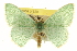  ( - CCDB-20263-C11)  @11 [ ] CreativeCommons - Attribution (2013) CBG Photography Group Centre for Biodiversity Genomics