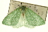  ( - CCDB-20263-D10)  @11 [ ] CreativeCommons - Attribution (2013) CBG Photography Group Centre for Biodiversity Genomics