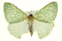  ( - CCDB-20263-D11)  @11 [ ] CreativeCommons - Attribution (2013) CBG Photography Group Centre for Biodiversity Genomics