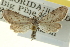  (Eumacrodes - CCDB-20263-F06)  @14 [ ] CreativeCommons - Attribution (2013) CBG Photography Group Centre for Biodiversity Genomics