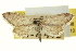  ( - CCDB-20263-F08)  @11 [ ] CreativeCommons - Attribution (2013) CBG Photography Group Centre for Biodiversity Genomics