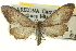  (Euacidalia - CCDB-20263-F12)  @15 [ ] CreativeCommons - Attribution (2013) CBG Photography Group Centre for Biodiversity Genomics
