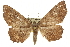  ( - CCDB-20808-D03)  @14 [ ] CreativeCommons - Attribution (2013) CBG Photography Group Centre for Biodiversity Genomics