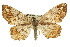  ( - CCDB-20808-D04)  @14 [ ] CreativeCommons - Attribution (2013) CBG Photography Group Centre for Biodiversity Genomics
