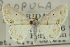  (Scopula lautaria - CCDB-20265-A01)  @15 [ ] CreativeCommons - Attribution (2013) CBG Photography Group Centre for Biodiversity Genomics