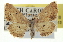 ( - CCDB-20265-A10)  @12 [ ] CreativeCommons - Attribution (2013) CBG Photography Group Centre for Biodiversity Genomics