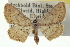 ( - CCDB-20265-A11)  @11 [ ] CreativeCommons - Attribution (2013) CBG Photography Group Centre for Biodiversity Genomics