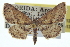 (Scopula aemulata - CCDB-20265-A12)  @13 [ ] CreativeCommons - Attribution (2013) CBG Photography Group Centre for Biodiversity Genomics