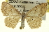  (Scopula compensata - CCDB-20265-B03)  @14 [ ] CreativeCommons - Attribution (2013) CBG Photography Group Centre for Biodiversity Genomics
