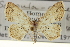  ( - CCDB-20265-B06)  @11 [ ] CreativeCommons - Attribution (2013) CBG Photography Group Centre for Biodiversity Genomics