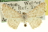  (Scopula benitaria - CCDB-20265-C06)  @14 [ ] CreativeCommons - Attribution (2013) CBG Photography Group Centre for Biodiversity Genomics