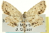  (Scopula cacuminaria - CCDB-20265-D03)  @14 [ ] CreativeCommons - Attribution (2013) CBG Photography Group Centre for Biodiversity Genomics