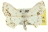  (Scopula purata - CCDB-20265-D06)  @14 [ ] CreativeCommons - Attribution (2013) CBG Photography Group Centre for Biodiversity Genomics