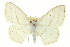  (Scopula ordinata - CCDB-20265-E01)  @14 [ ] CreativeCommons - Attribution (2013) CBG Photography Group Centre for Biodiversity Genomics