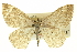  (Scopula siccata - CCDB-20265-E03)  @15 [ ] CreativeCommons - Attribution (2013) CBG Photography Group Centre for Biodiversity Genomics