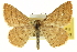  (Scopula sideraria - CCDB-20265-E11)  @15 [ ] CreativeCommons - Attribution (2013) CBG Photography Group Centre for Biodiversity Genomics