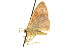  ( - CCDB-20265-F10)  @11 [ ] CreativeCommons - Attribution (2013) CBG Photography Group Centre for Biodiversity Genomics