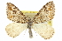  ( - CCDB-20265-H03)  @13 [ ] CreativeCommons - Attribution (2013) CBG Photography Group Centre for Biodiversity Genomics
