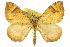  (Eulithis powellata - CCDB-20265-H07)  @15 [ ] CreativeCommons - Attribution (2013) CBG Photography Group Centre for Biodiversity Genomics