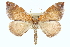  ( - CCDB-20266-A01)  @14 [ ] CreativeCommons - Attribution (2013) CBG Photography Group Centre for Biodiversity Genomics
