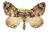  ( - CCDB-20266-A04)  @14 [ ] CreativeCommons - Attribution (2013) CBG Photography Group Centre for Biodiversity Genomics