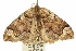  ( - CCDB-20266-A05)  @13 [ ] CreativeCommons - Attribution (2013) CBG Photography Group Centre for Biodiversity Genomics